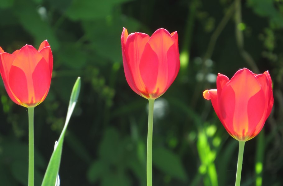 Сорт тюльпана Nepal