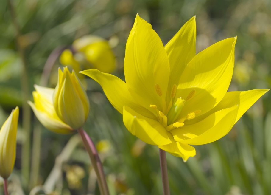 Тюльпан лесной tulipa sylvestris