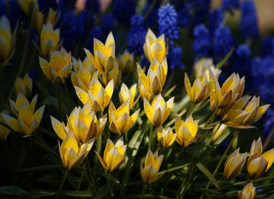 Тюльпан Лесные тюльпаны