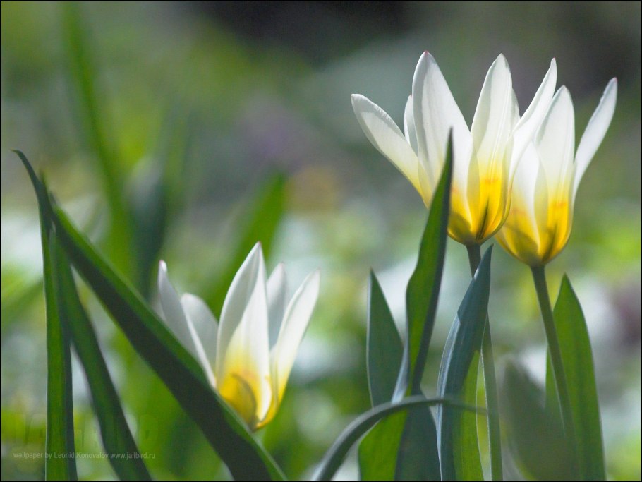 Гриб тюльпан