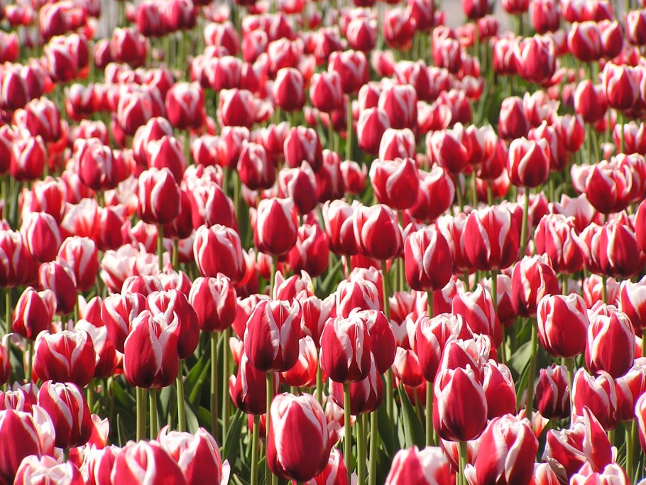 Тюльпан триумф роман эмпайр