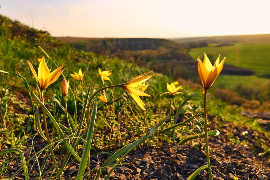 Степной тюльпан биберштейна