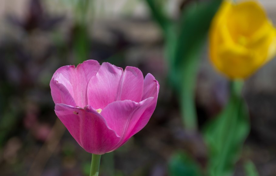 Тюльпан zanzibar