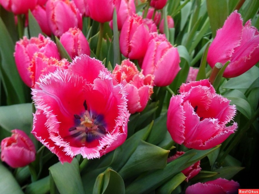 Тюльпан vedi napoli