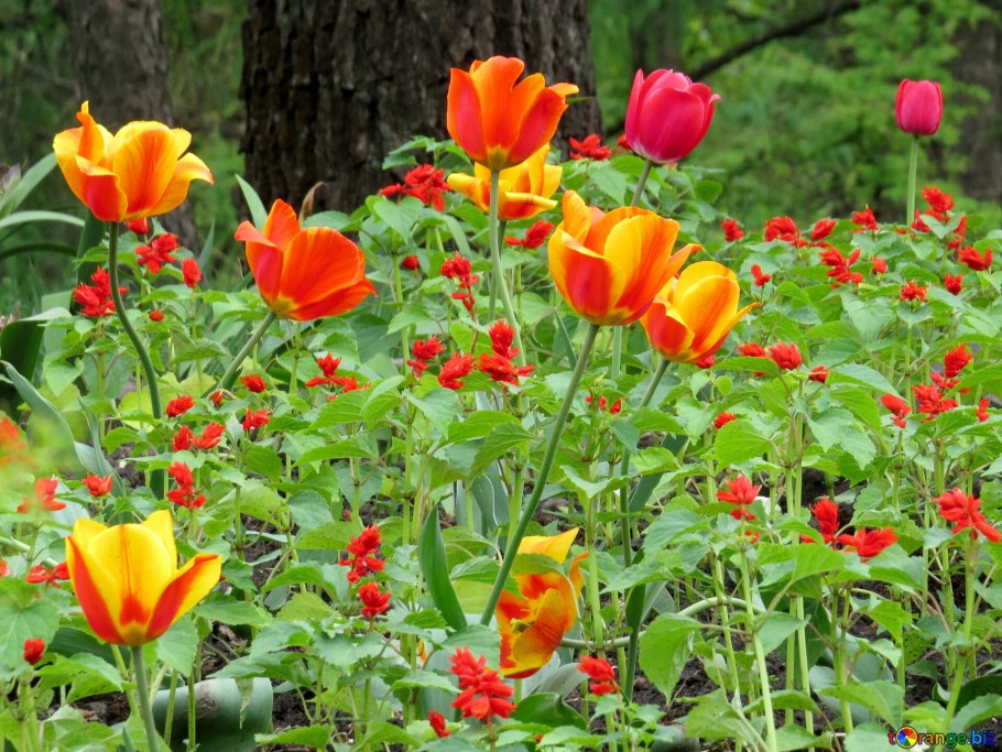 Тюльпан Кауфмана Кыргызстан