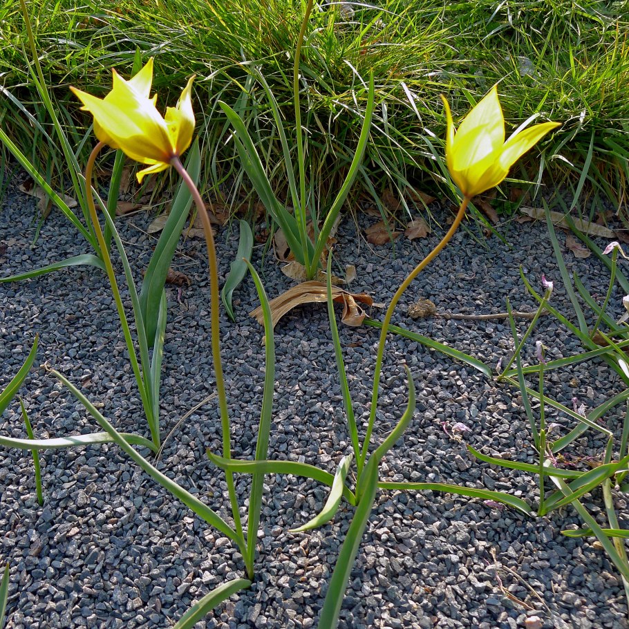 Тюльпан сильвестрис