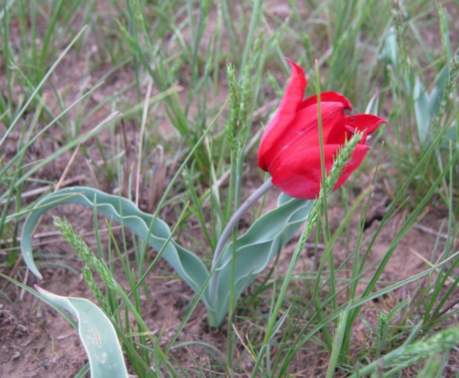 Тюльпан шренка