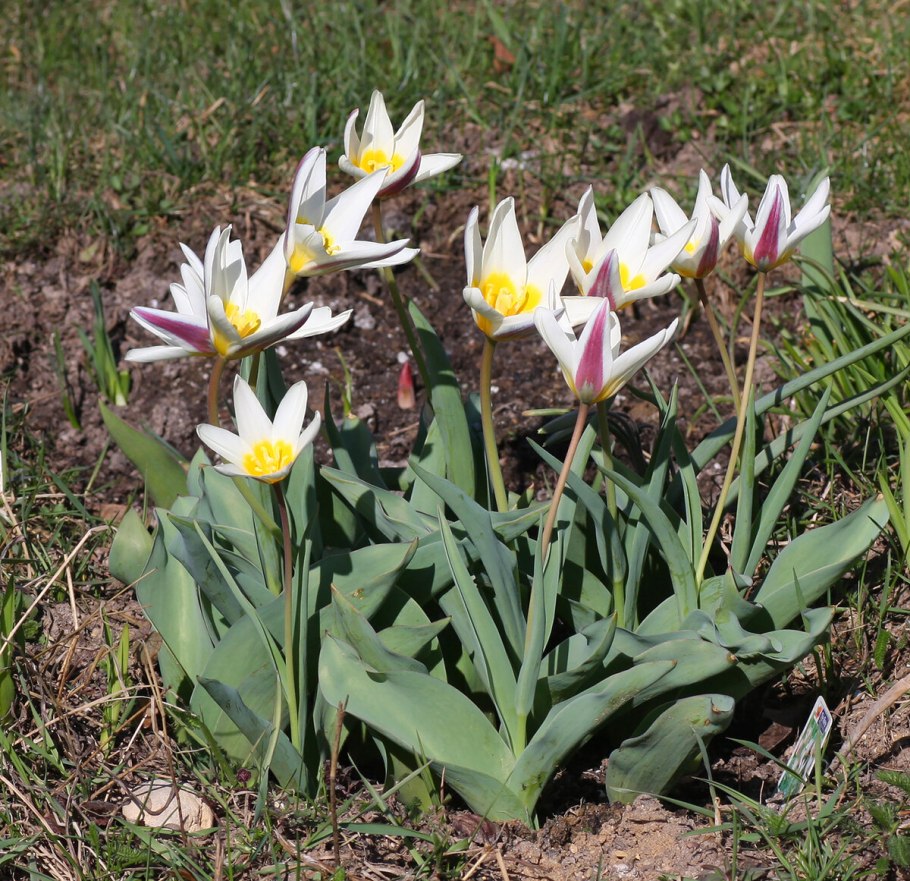 Тюльпан Лесной красный