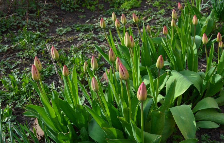 Раннецветущие тюльпаны