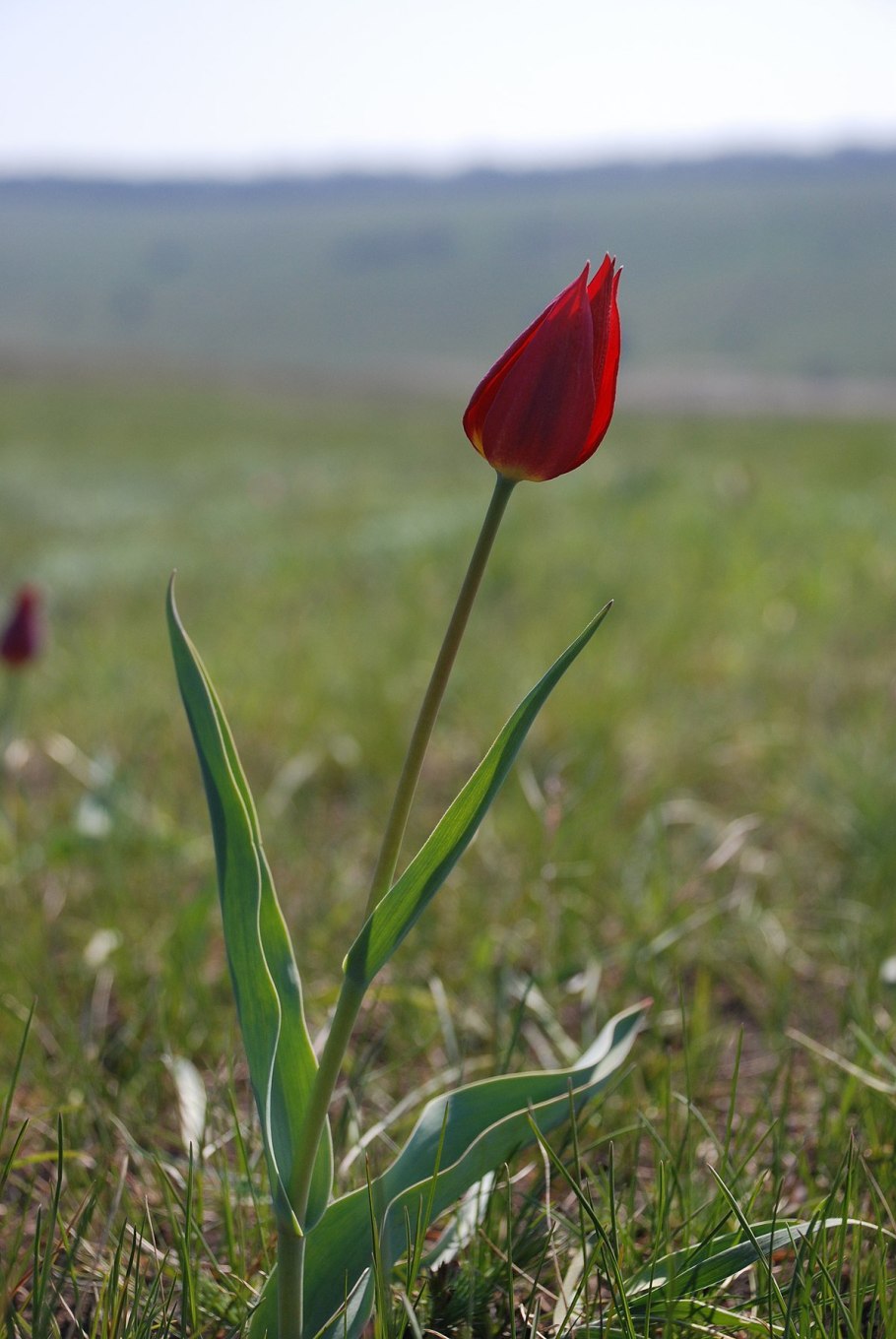 Тюльпан шренка калмыкия