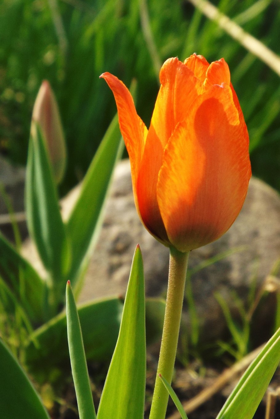 Тюльпаны картинками под деревьями