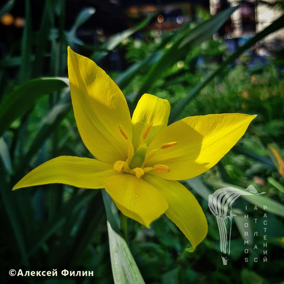 Тюльпан биберштейна красная книга