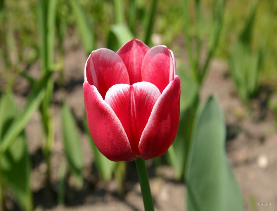 Тюльпан рози делайт