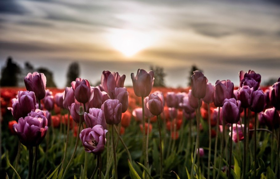 Тюльпаны нежные