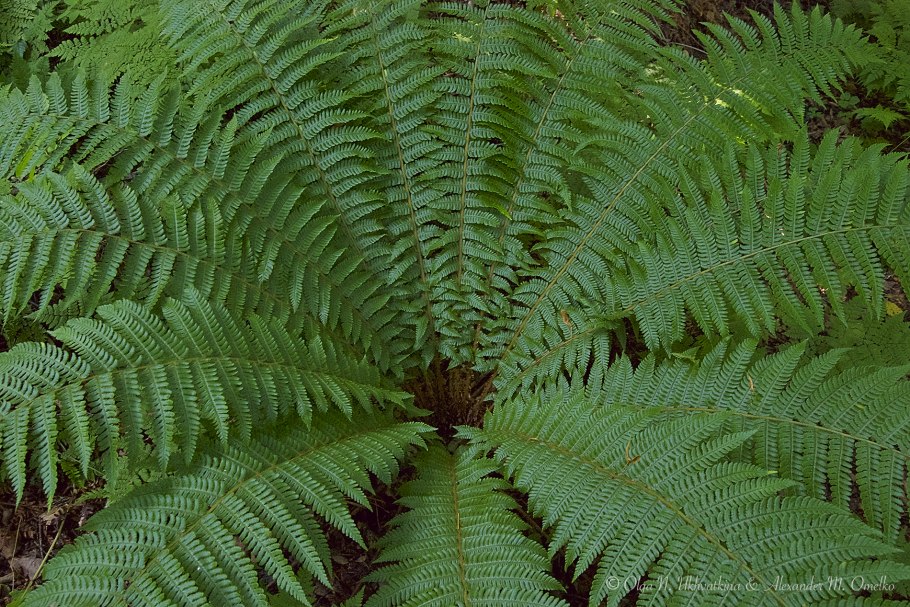 Dryopteris - Щитовник