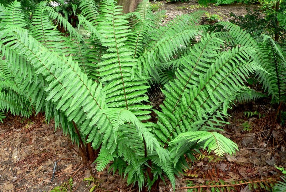 Папоротник dryopteris affinis