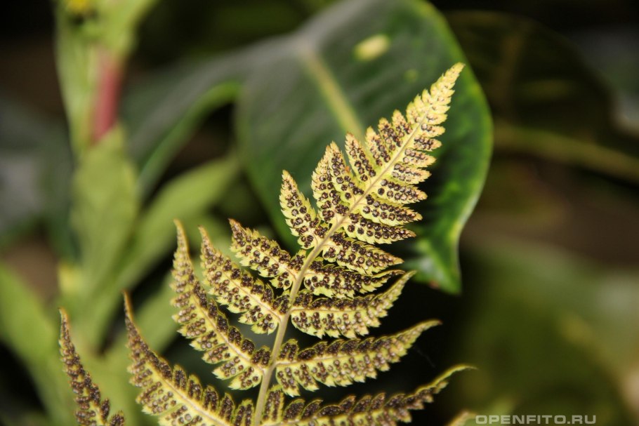 Щитовник Furcans