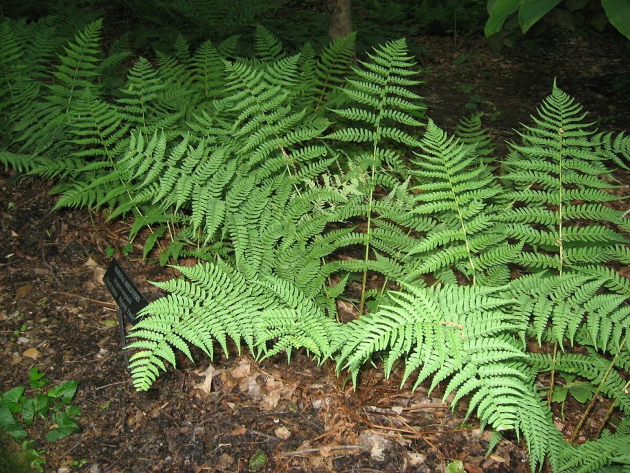 Щитовник dryopteris erythrosora