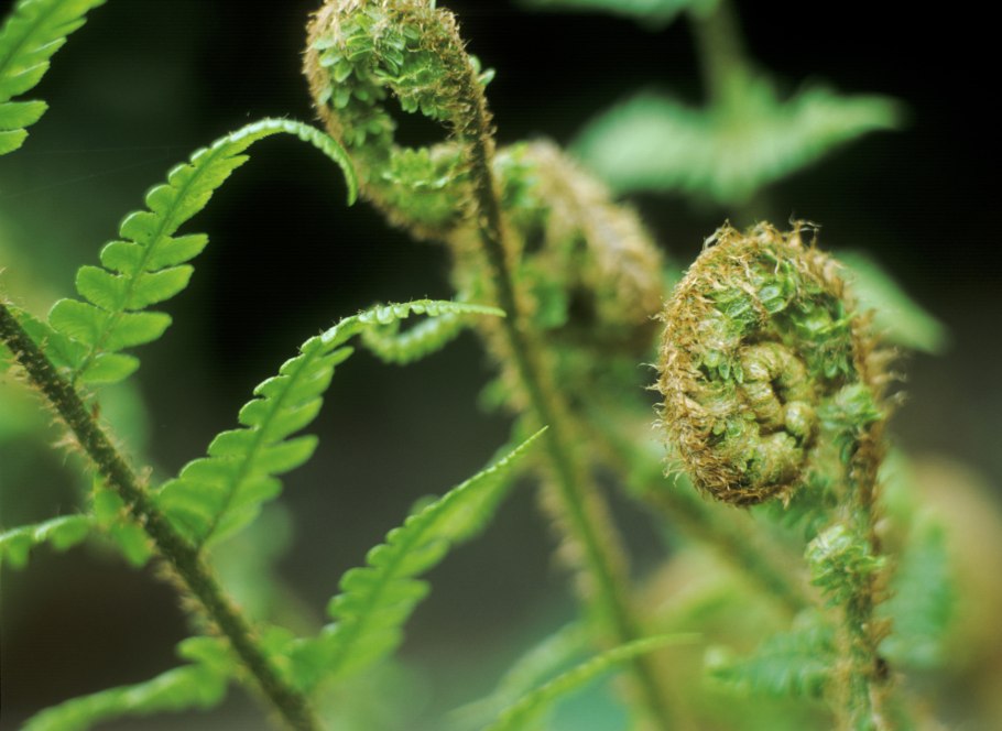 Щитовник мужской dryopteris filix-mas