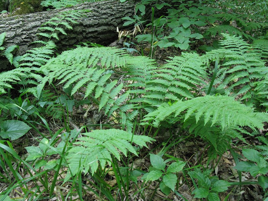 Dryopteris - Щитовник