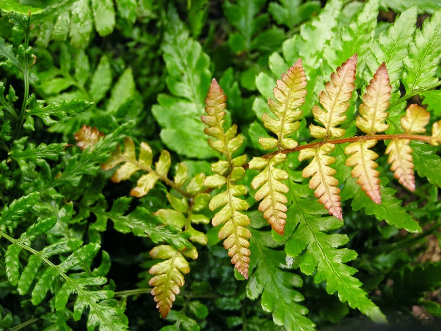 Щитовник мужской плод