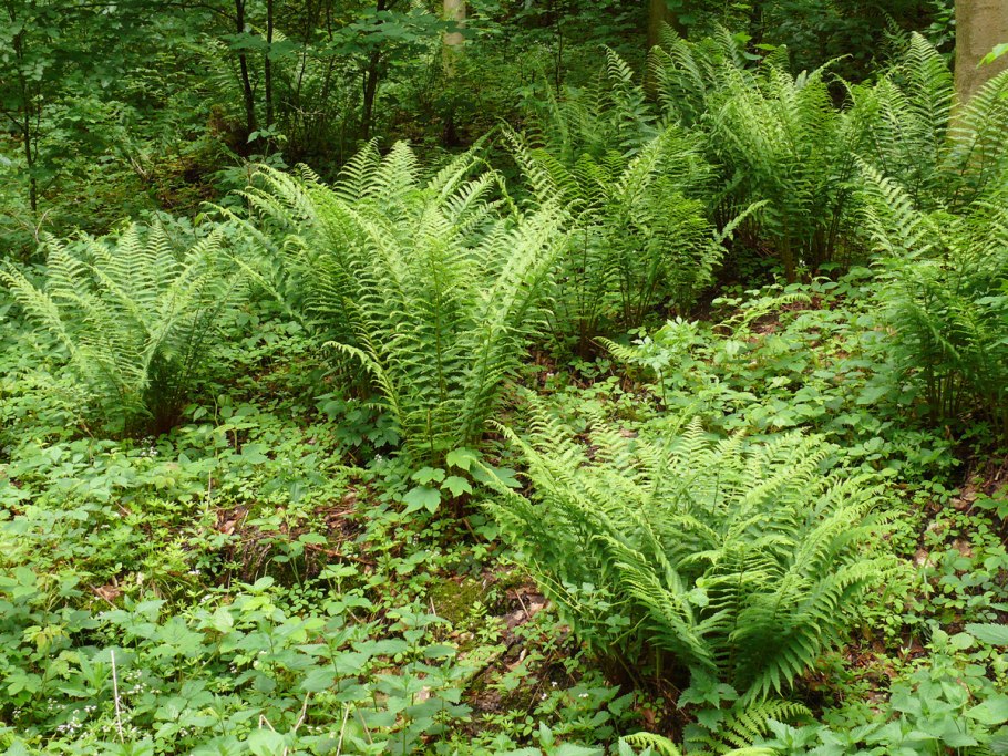 Dryopteris - Щитовник