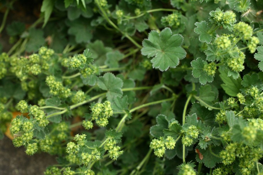 Alchemilla vulgaris гербарий