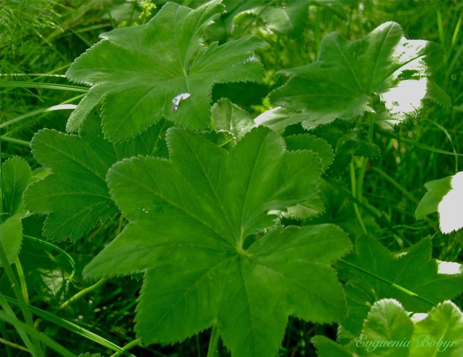 Манжетка городковатая(Alchemilla subcrenata)