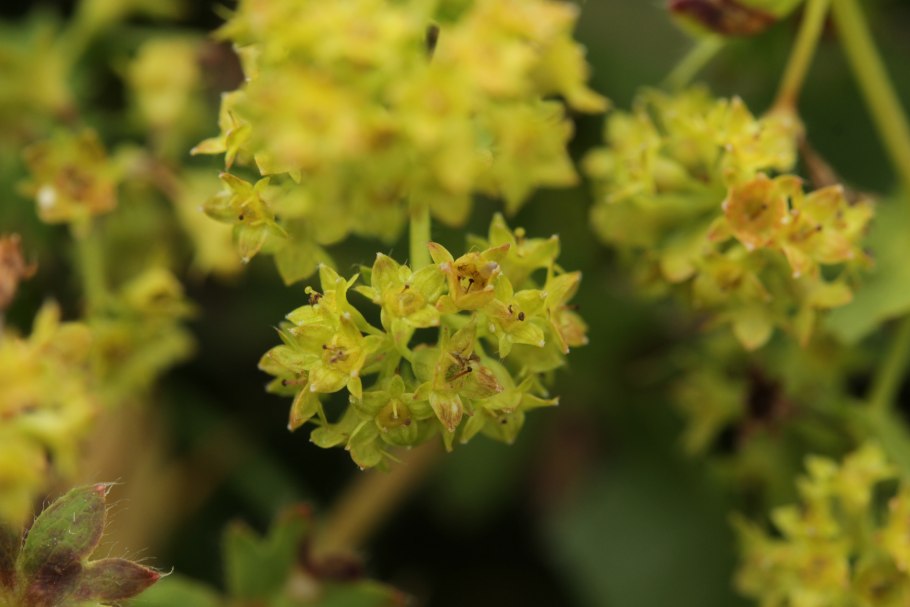 Манжетка обыкновенная Alchemilla vulgaris