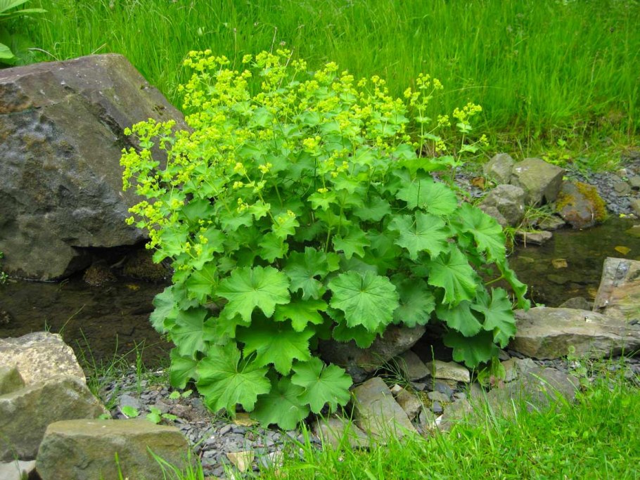 Манжетка обыкновенная Alchemilla vulgaris
