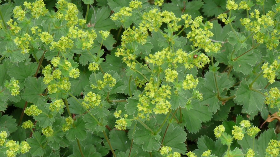 Манжетка обыкновенная Alchemilla vulgaris