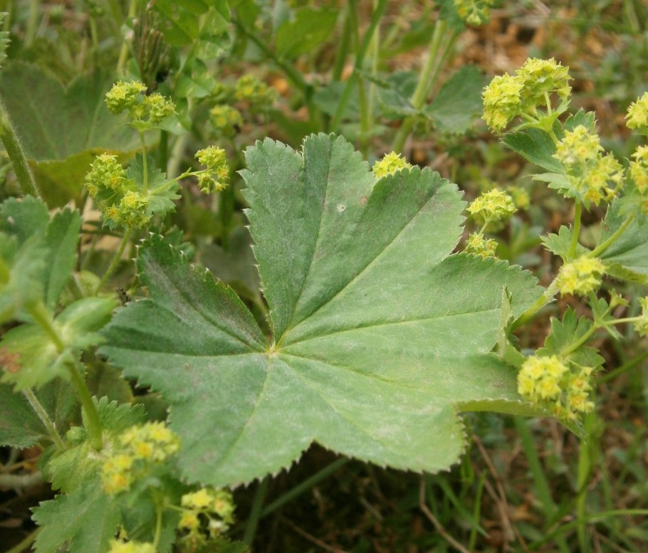 Манжетка шелковистая Alchemilla sericata `Gold Strike`