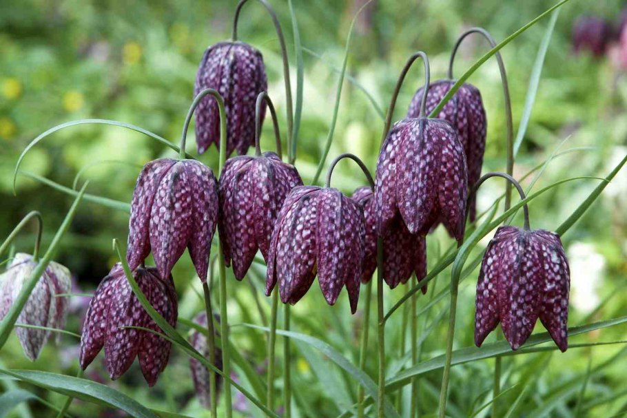 Fritillaria meleagris