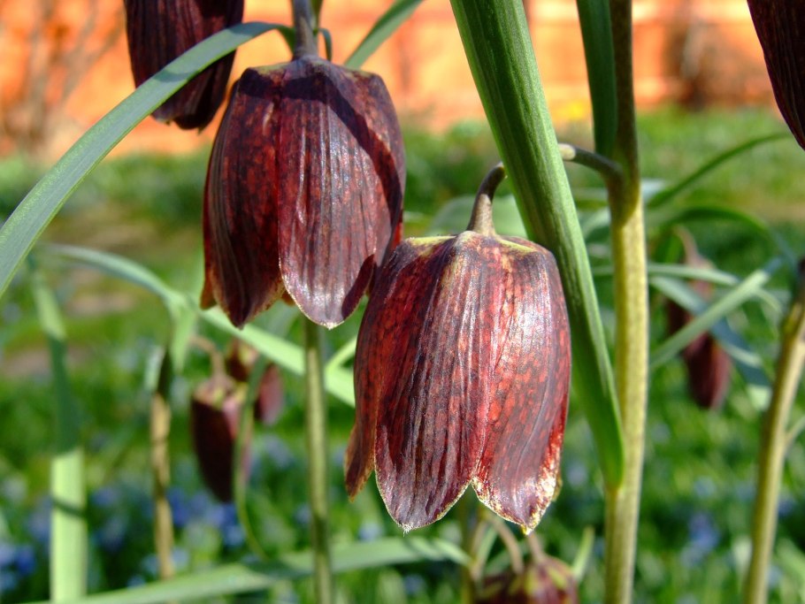 Fritillaria sonnikovae