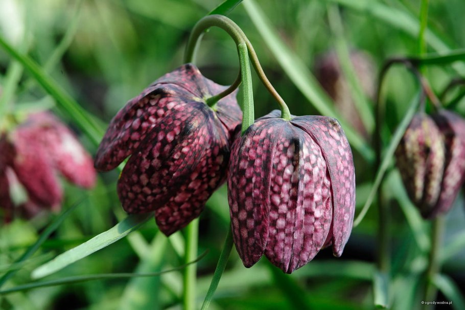 Рябчик русский Fritillaria ruthenica