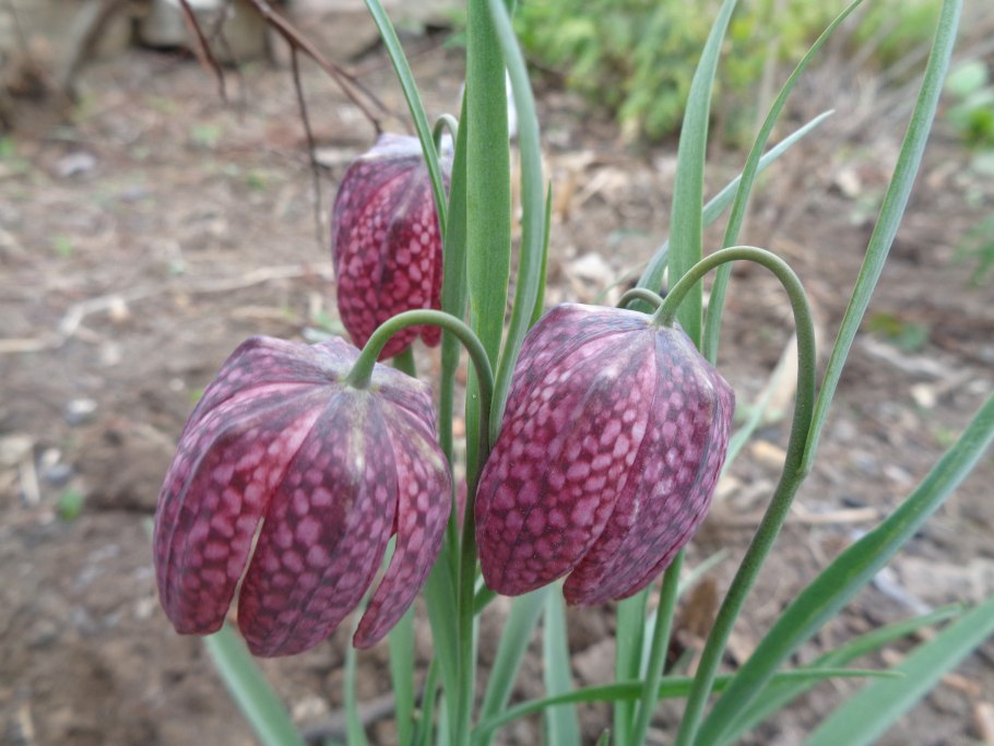 Рябчик цветок