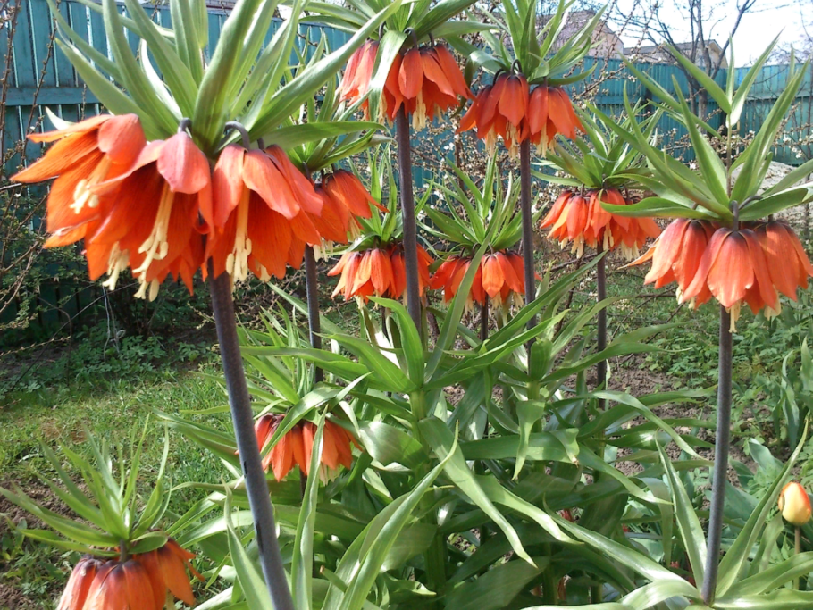 Рябчик императорский фритиллярия