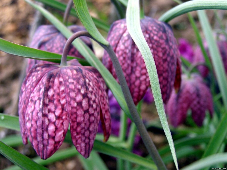Рябчик шахматный fritillaria meleagris