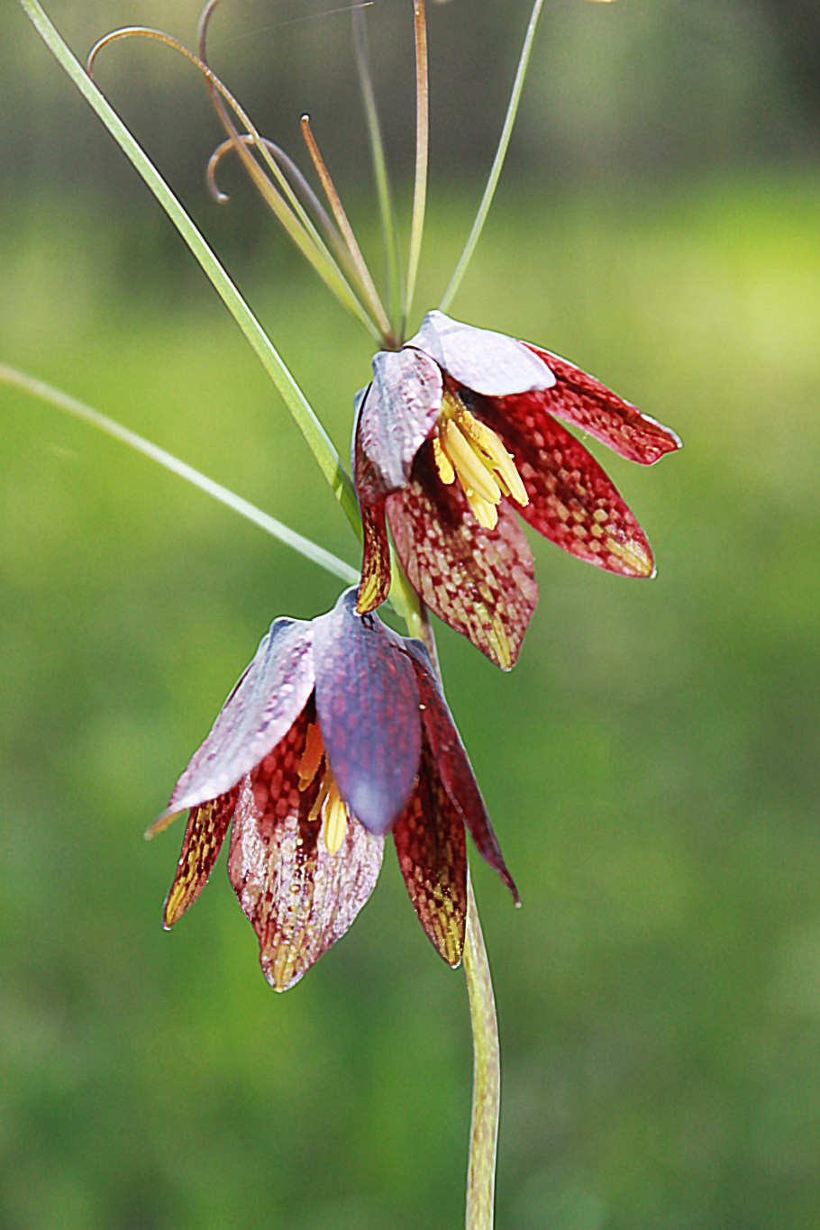 Рябчик шахматовидный