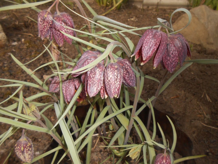 Цветок рябчик императорский