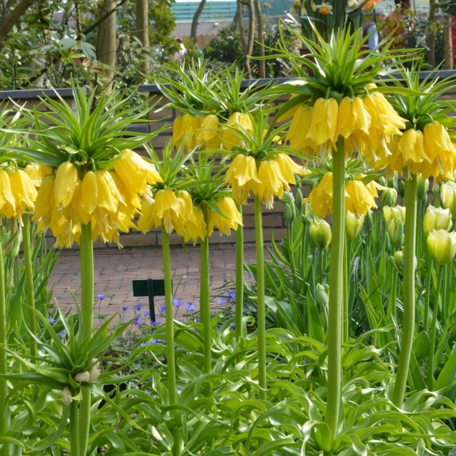 Рябчик русский Fritillaria ruthenica Wikstr.