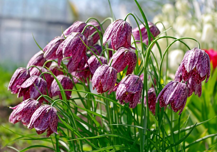 Рябчик малый — fritillaria meleagroides