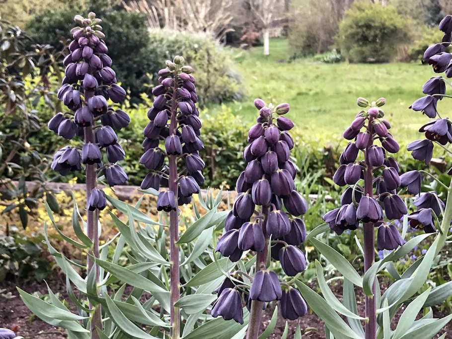 Рябчик шахматный Альба луковицы