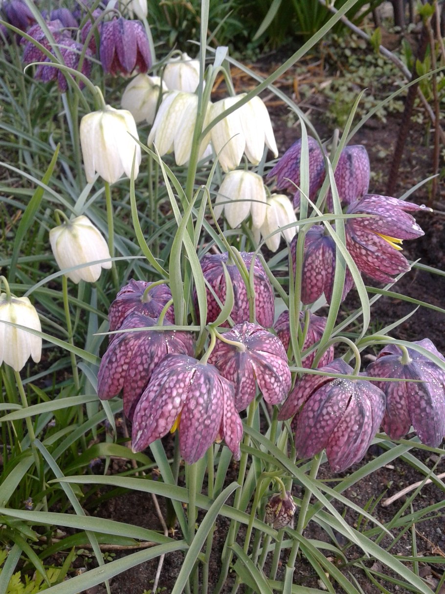 Королевский рябчик