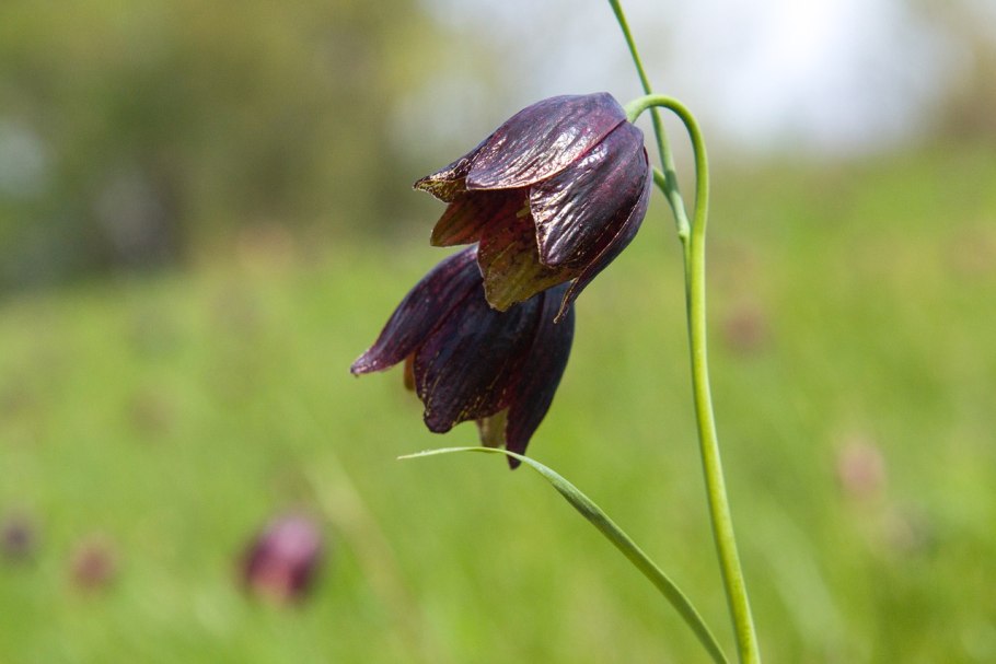 Цветок фритиллярия рябчик