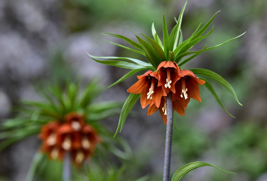 Рябчик (fritillaria)