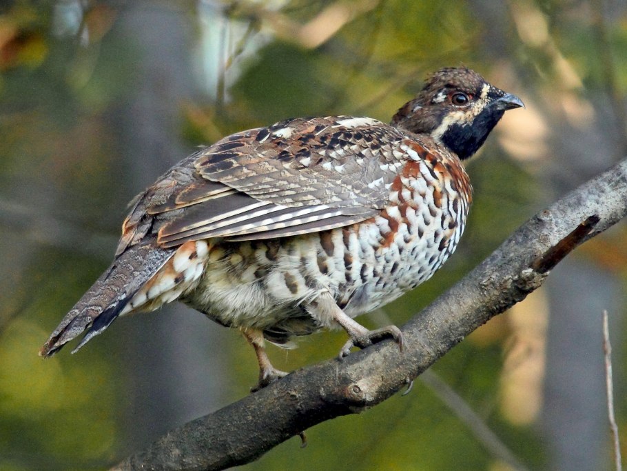 Рябчик обыкновенный птица