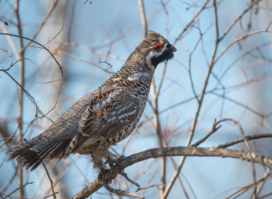 Птица рябчик