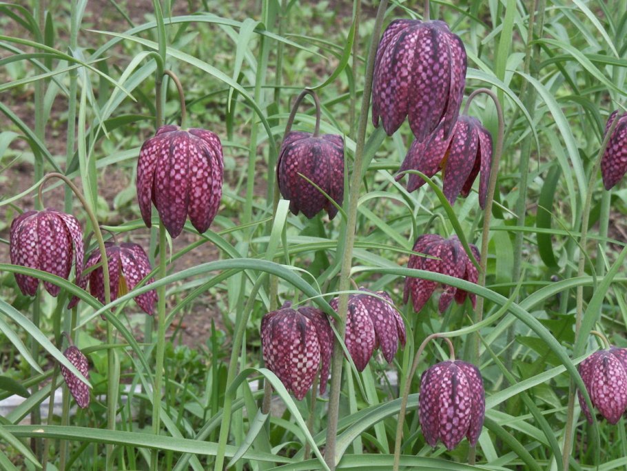 Рябчик русский Fritillaria ruthenica