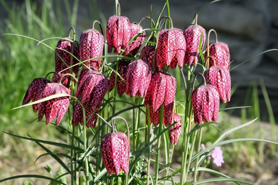 Рябчик Бухарский